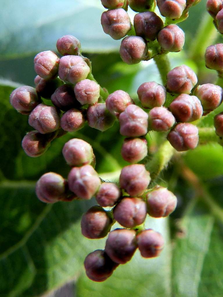 Lido di Venezia : Viburnum tinus